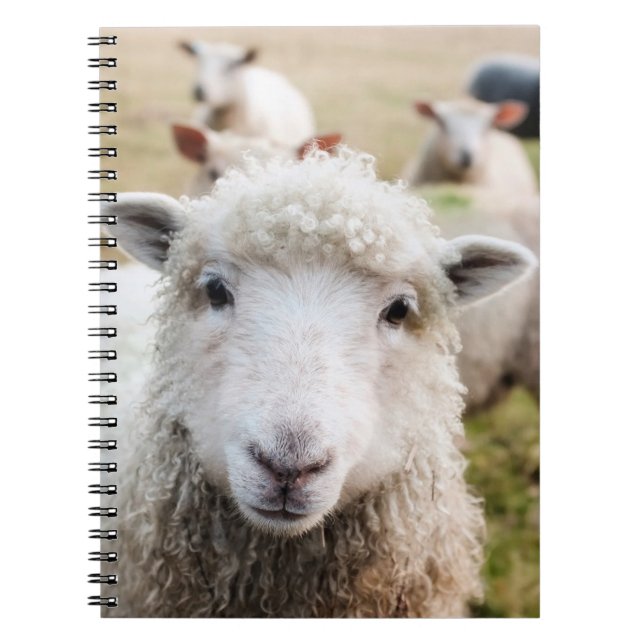 Sheep Notebook (Front)