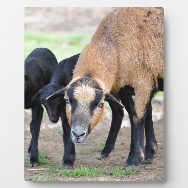 Sheep on Cameroun with lambs Plaque (Front)