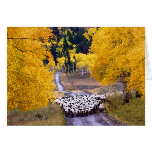 Sheep on Country Road