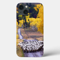 Sheep on Country Road