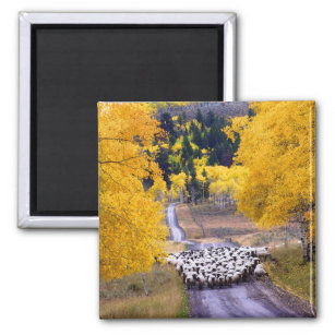 Sheep on Country Road Magnet