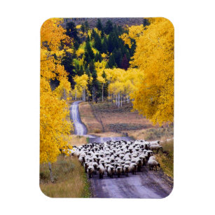 Sheep on Country Road Magnet