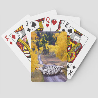 Sheep on Country Road Playing Cards