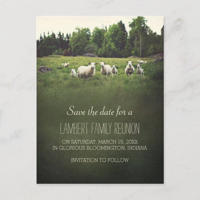 Sheep on Pasture | Family Reunion Save the Date Announcement Postcard (Front)