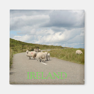 Sheep on the road in Ireland text magnet