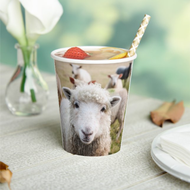 Sheep Paper Cups (Insitu)