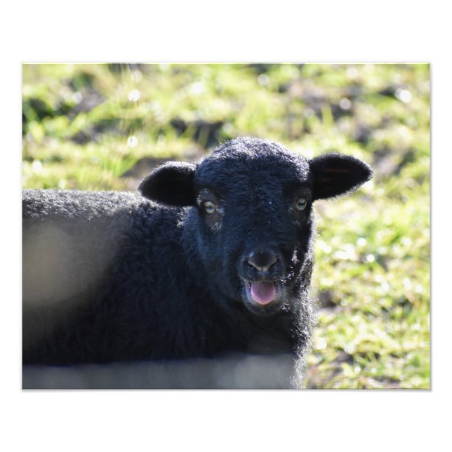 Sheep Photo Print (Front)