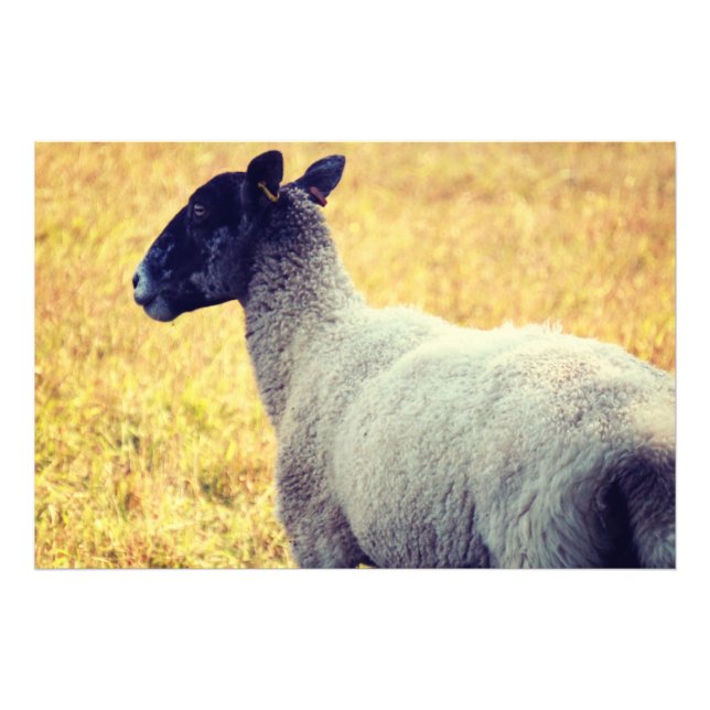 Sheep Photo Print (Front)