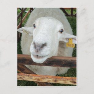 Sheep Portrait Postcard