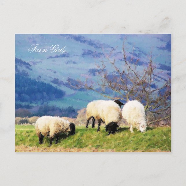 SHEEP POSTCARD (Front)