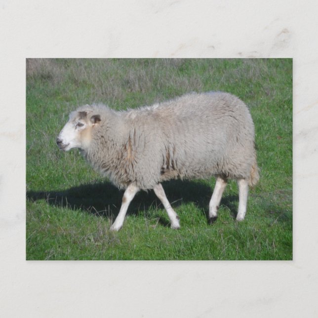Sheep Postcard (Front)