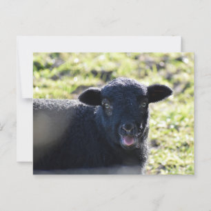 Sheep Postcard