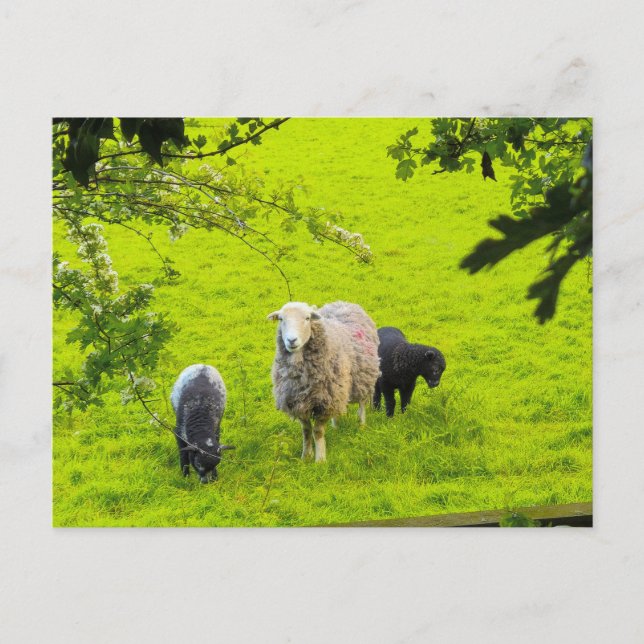 Sheep  postcard (Front)