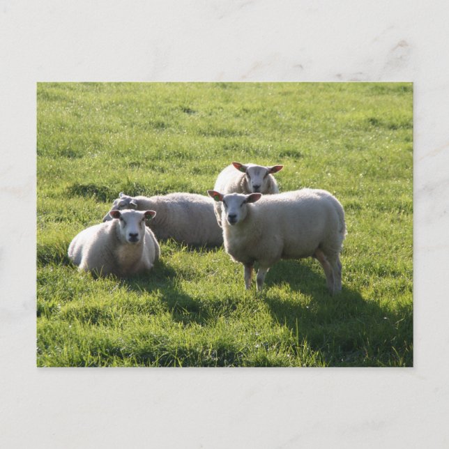 Sheep Postcard (Front)
