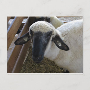 Sheep Postcard