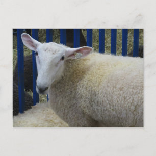 Sheep Postcard