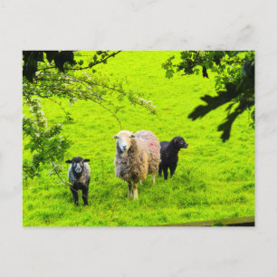 Sheep postcard