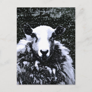 SHEEP POSTCARD