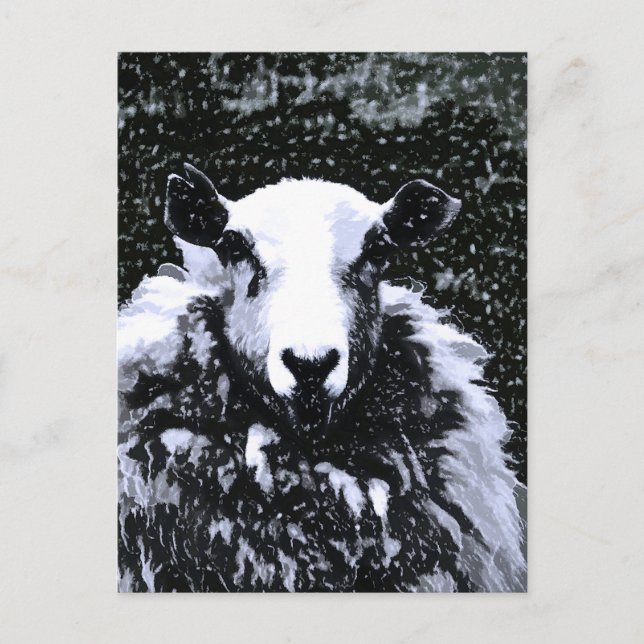SHEEP POSTCARD (Front)