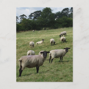 Sheep Postcard