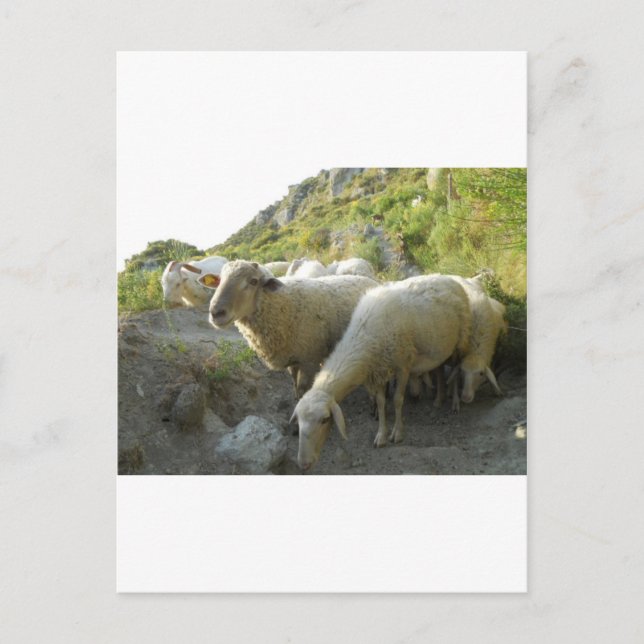 Sheep Postcard (Front)