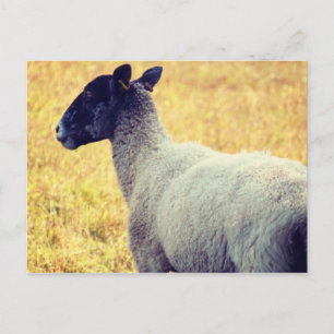 Sheep Postcard