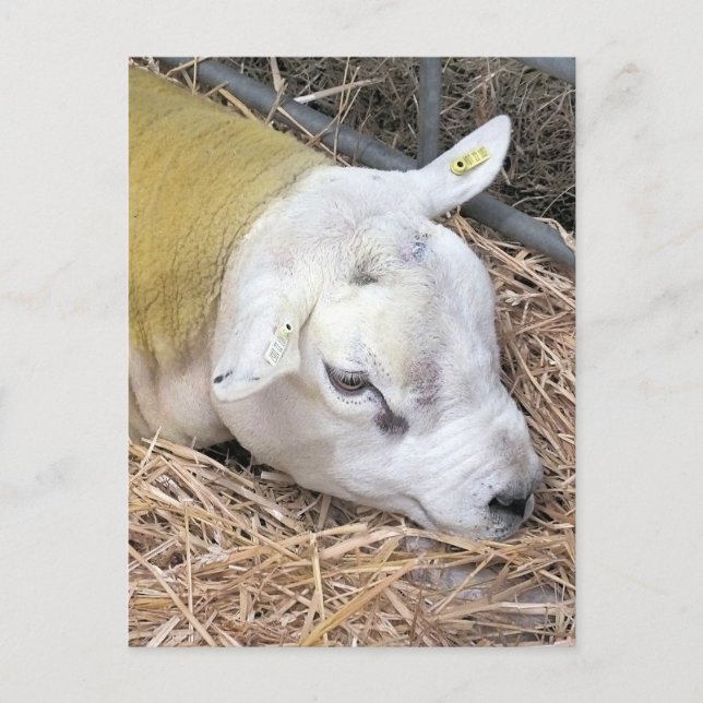 SHEEP POSTCARD (Front)
