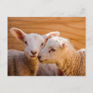 Sheep Postcard
