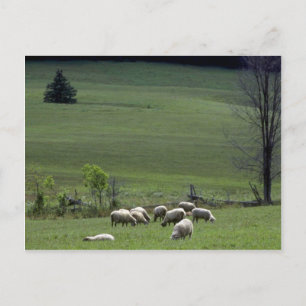 Sheep Postcard