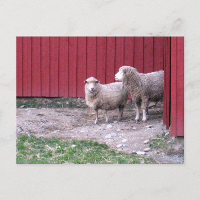 Sheep Postcard (Front)