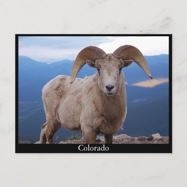 sheep postcard, Colorado Postcard (Front)