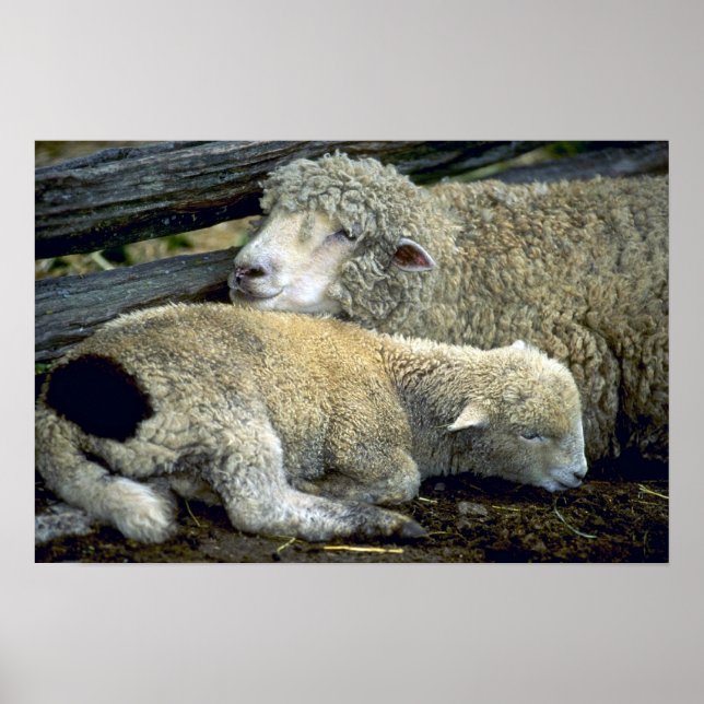 Sheep Poster (Front)
