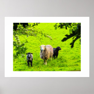 Sheep poster