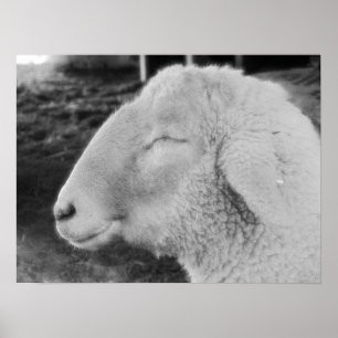 Sheep Poster