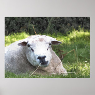 SHEEP POSTER