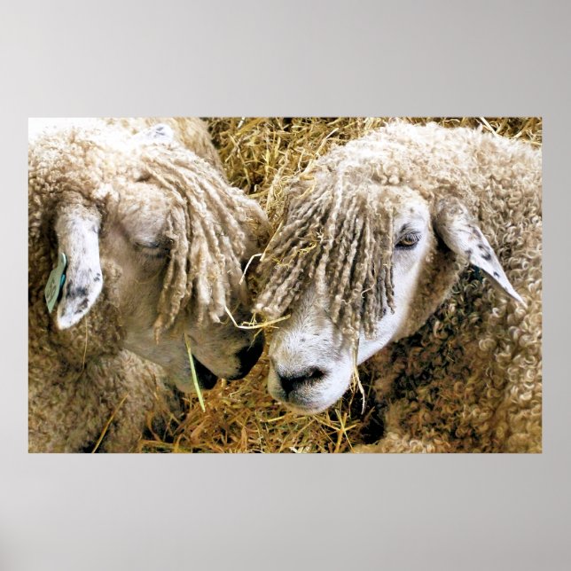 SHEEP POSTER (Front)