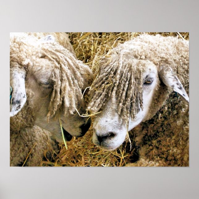 SHEEP POSTER (Front)