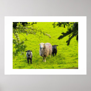 Sheep  poster