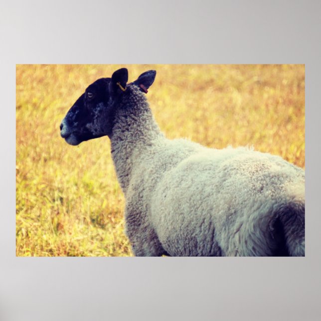 Sheep Poster (Front)
