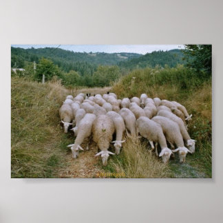 sheep poster