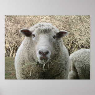 Sheep Print