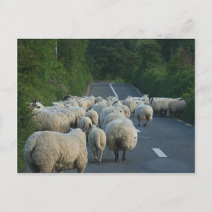 Sheep Roads Lambs Postcard