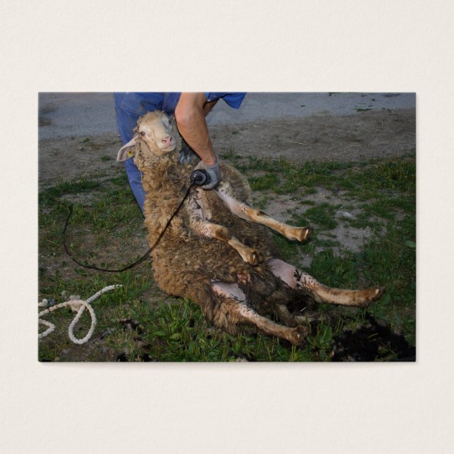 Sheep Shearing (Front)