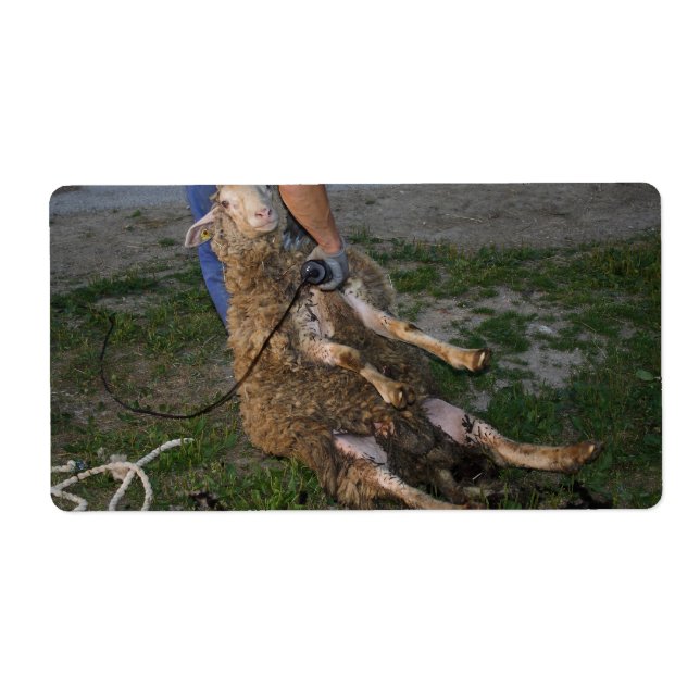 Sheep Shearing (Front)