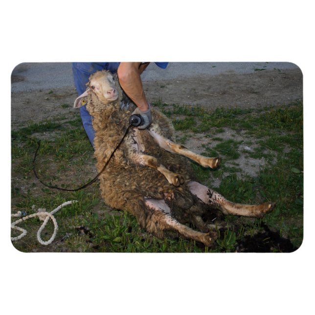Sheep Shearing Magnet (Horizontal)