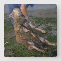 Sheep Shearing