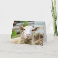Sheep show tongue