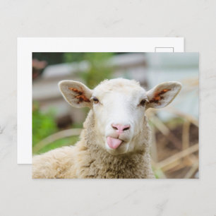 Sheep show tongue postcard