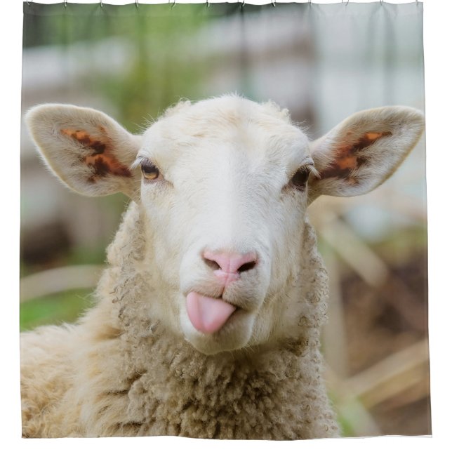 Sheep show tongue shower curtain (Front)