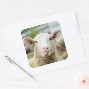 Sheep show tongue square sticker